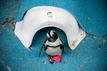 A penguin with a foot condition stands in a pen at the Southern African Foundation for the Conservation of Coastal Birds.
