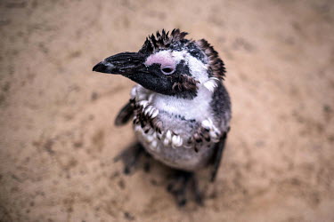 Dizzy, a penguin with mental illness, who is currently undergoing the annual moulting process, stands in the swimming area at the Seabird and Penguin Rescue Center (SAPREC).