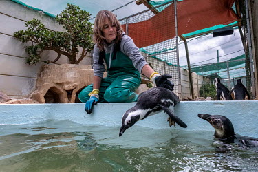 Rene Hodges encourages an African penguin to go for a swim at the Seabird and Penguin Rescue Center (SAPREC).