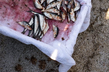 Sardines lie on a towel at SANCCOB where 2,000 abandoned Cape cormorant chicks are currently being cared for until they are strong enough to be released back into the wild.