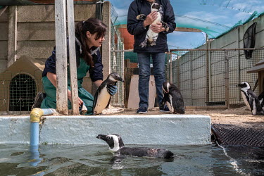 Staff at the Seabird and Penguin Rescue Center (SAPREC) oversee swimming time. During their rehabilitation, penguins must be forced to swim at least twice a day in order to remain fit for release into...