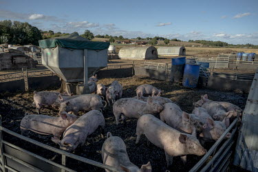 Pigs in a pen at Simon Watchorn's Pig Farm near Bungay.