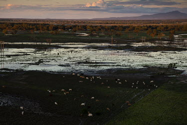 A number of cattle stand on a small patch of land surrounded by floodwaters. Farmland between Narrabri and Wee Waa has experienced heavy floods which have destroyed crops, put livestock lives at risk...