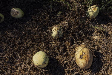 Watermelon crops dry up due to lack of water in rural Casa Grande on the outskirts of Phoenix. The severe drought that has hit this region has created a dispute between urban residents and farmers for...