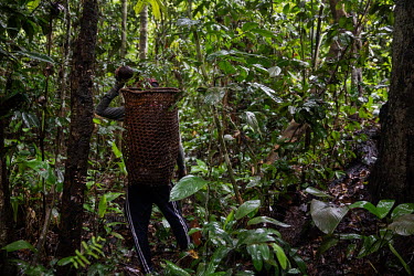Jasson Oliveira do Nascimento, resident of the Arapixi Extractive Reserve, in Amazonas, collects nuts in the area of the Antimary Extractive Settlement Project, which is being deforested by land grabb...