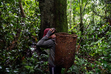 Jasson Oliveira do Nascimento, resident of the Arapixi Extractive Reserve, in Amazonas, collects nuts in the area of the Antimary Extractive Settlement Project, which is being deforested by land grabb...