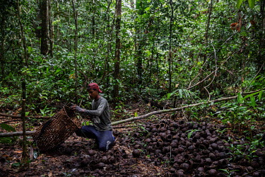 Jasson Oliveira do Nascimento breaks the nuts collected in the forest within the area of the Antimary Extractive Settlement Project in Amazonas. The area is being deforested by land grabbers, threaten...