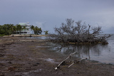 Dead vegetation on Big Pine Key in Florida. The rising sea level and the increasingly frequent passage of hurricanes have made the soil of the island increasingly saline, killing plant life.