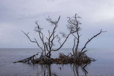Dead vegetation on Big Pine Key in Florida. The rising sea level and the increasingly frequent passage of hurricanes have made the soil of the island increasingly saline, killing plant life.