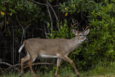 A Key deer walks through the vegetation on Big Pine Key in Florida. The rising sea level and the increasingly frequent passage of hurricanes have made the soil of the island increasingly saline, killi...
