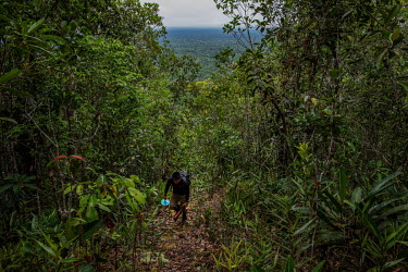 Indigenous man Andre Sampaio Veloso walks along the trail that leads to Morro dos Seis Lagos, in the municipality of Sao Gabriel da Cachoeira. This region contains one of the largest niobium reserves...