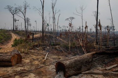 Recent deforestation in the municipality of Apui, in southern Amazonas.