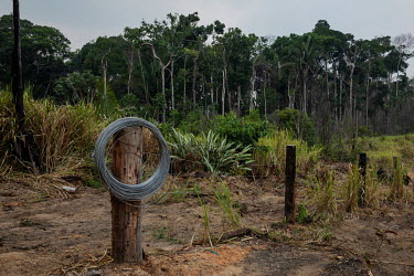 A fence under construction around a recently deforested area in rural Apui.
