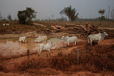 Cattle drink from a water hole along the Trans Amazonian highway in rural Apui.