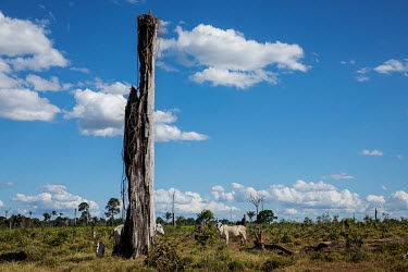 Dead tree in a pasture area around the Trincheira Bacaja Indigenous Territory, near the Vila Sudoeste, in the state of Para.