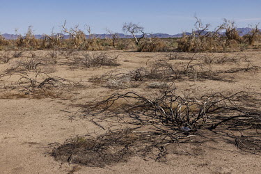 Arid landscape in rural Maricopa County, Arizona, one of the regions hardest hit by drought in the state.