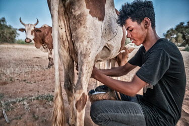 A boy from a nomadic family milks the cows in the evening.
