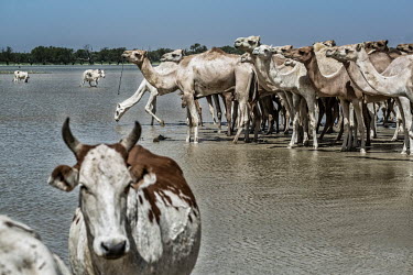 Cattle ranchers bring herds of hundreds of animals (goats, camels, cows, donkeys) to the watering hole to drink.
