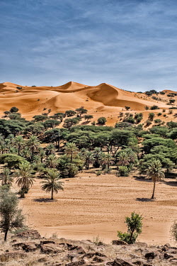 The oasis of the village of Oudey Ejride. Palm trees on the edge of the sandy desert.
