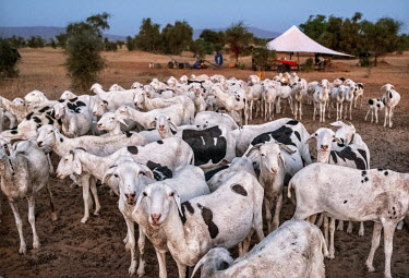 The goats of a nomadic family come together in the evening to spend the night near the camp.