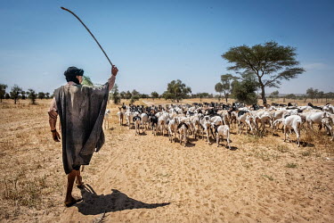 Livestock farmers bring their herds to a water point to let the animals drink.