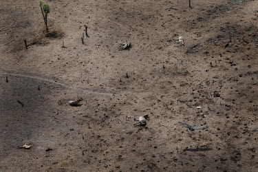 One live cow lies on the ground next to several others that have died of starvation and disease. Kaljack village is completely cut off by flood waters.