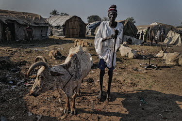 Jal stands next to his cow. He has been here for 10 days. 'The situation is terrible. My wife is still in the flooded village. She is too frail to travel. I have never in my life seen anything like th...