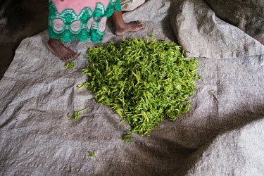 Rasoule Mbaraka steps past freshly harvested ylang ylang flowers at the home she shares with her husband, Said Bacar, near Moya on the island of Anjouan in the Comoros. The couple own an artisanal yla...