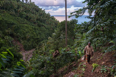 Said Bacar reaches his grove of ylang ylang trees on steep slopes above Moya on the island of Anjouan in the Comoros. Bacar, who estimates his age at 82, owns an artisanal ylang ylang oil distillery,...