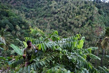 Hassan Mamji harvesting ylang ylang flowers on the island of Anjouan in the Comoros. On the opposite side of the valley, forest has been replaced with clove and coconut trees. The highly scented oil d...