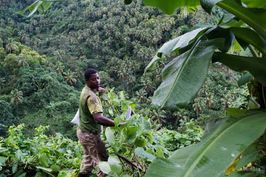 Hassan Mamji cutting vines from one of his banana trees before harvesting ylang ylang flowers on the island of Anjouan in the Comoros. On the opposite side of the valley, forest has been replaced with...