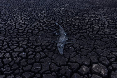 Dead caiman in a dried out lake in the Serra do Amolar region. Despite fewer fires than last year, the drought in the region has only worsened.