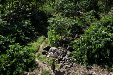 Said Bacar, owner of an artisanal ylang ylang oil distillery carrying fodder for his cow as he walks through a grove of ylang ylang trees near his home in Moya on the island of Anjouan in the Comoros....