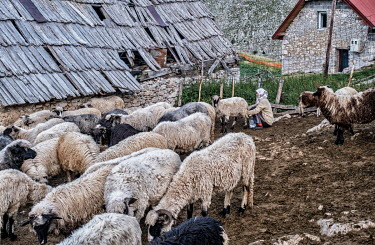 A woman milks the sheep to make cheese in Lukomir village. Lukomir is a highland village in Bosnia Herzegovina, the highest and most isolated permanent settlement in the country. It is home to 17 fami...