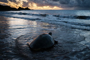 A green sea turtle hauls herself back to the ocean at dawn after laying her eggs above the high tide line on a beach in Itsamia in the north of the Comoros island of Moheli. The area is globally signi...