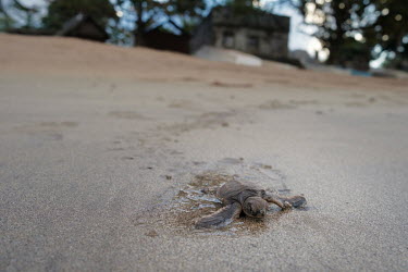 Dusty and exhausted, a green sea turtle hatchling struggles to the ocean on a beach in Itsamia in the north of the Comoros island of Moheli. It had likely become disoriented on hatching and initially...