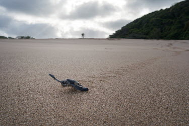 Only minutes old, a green sea turtle hatchling makes its way to the ocean on a beach in Itsamia in the north of the Comoros island of Moheli. The area is globally significant nesting site for this end...