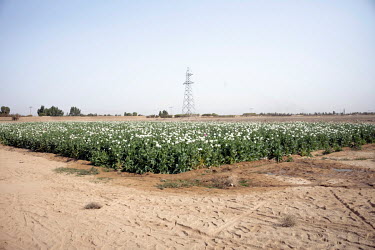 Opium poppies growing in a field beside the road between Kandahar and Lashkar Gah. The poppy consumes little water compared to other crops.