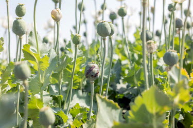 Opium poppies growing in a field beside the road between Kandahar and Lashkar Gah. The poppy consumes little water compared to other crops.