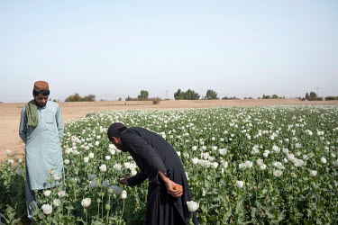 Men examine opium poppies growing in a field beside the road between Kandahar and Lashkar Gah. The poppy consumes little water compared to other crops.