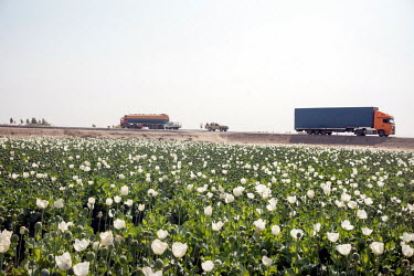 An opium poppy field beside the road between Kandahar and Lashkar Gah. The poppy consumes little water compared to other crops.