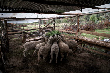 Sheep eat grass in their pen.