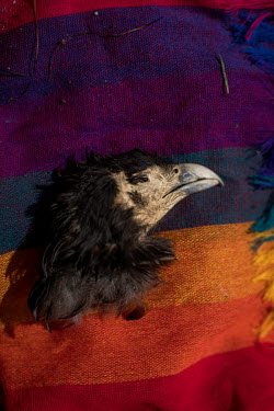 Head of a 'Curiquingue' bird that Tupak Guatemal, a 29-year-old Karanki, found on his walks to the moor. This object of power is part of his altar which itself is made in gratitude to his ancestors. I...