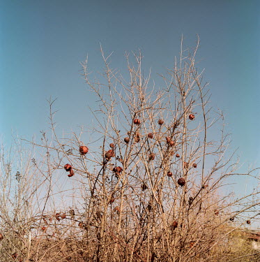 Over-ripened pomegranates rot on a tree near the town of Fusili, an area retaken by Azeri forces during the 2020 Nagorno-Karabakh war. Armenians who lived here left the area after Azerbaijan won contr...