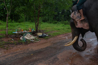 A congi (trained) elephant and his mahout (trainer) pray before catching wild elephant.