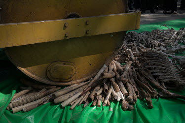 Destruction ceremony of confiscated elephant ivory and other animal remains organised by Myanmar's Ministry of Natural Resource and Environment Conservation in Yangon.