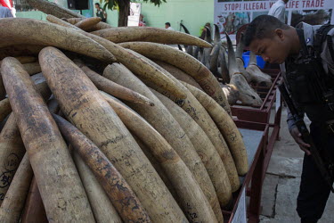Destruction ceremony of confiscated elephant ivory and other animal remains organised by Myanmar's Ministry of Natural Resource and Environment Conservation in Yangon.
