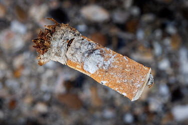 Cigarette stub close up.