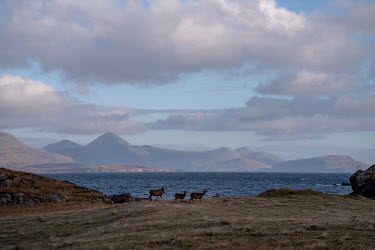 Deer in Kilmory, the Isle of Skye in the background.