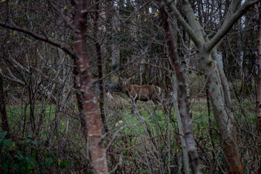 A stag seen through the trees.